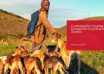 Combating the Growing Demand for Dog Meat in Zambia