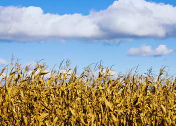 Calls for Government Action on 2023/2024 Farming Season Crisis