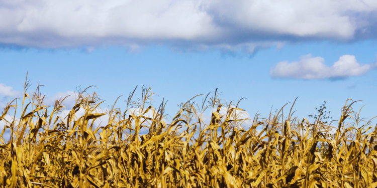 Calls for Government Action on 2023/2024 Farming Season Crisis