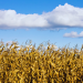 Calls for Government Action on 2023/2024 Farming Season Crisis