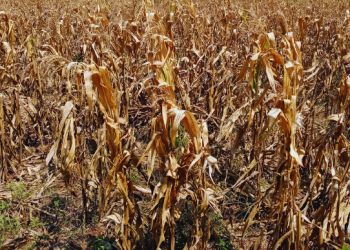 Addressing Hunger Crisis: Zambia’s 6 Million in Need