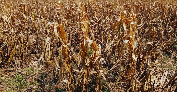 Addressing Hunger Crisis: Zambia’s 6 Million in Need