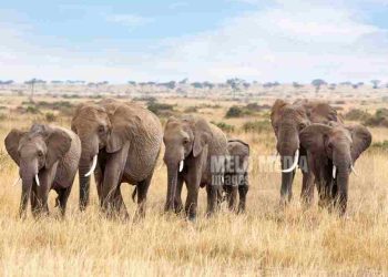 Surge in Tourist Attacks by Wild Animals Linked to Neglecting Safety Measures