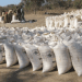 FRA’s Successful Procurement: Over 120,000 Metric Tonnes of Maize Bought for Relief Purposes