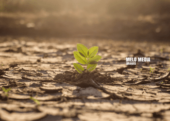 Innovative Approaches: Ensuring Climate Change Solutions Reach Everyday Zambians