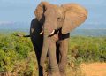 Climate crisis affect Elephants in Africa