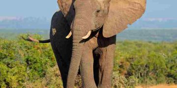 Climate crisis affect Elephants in Africa