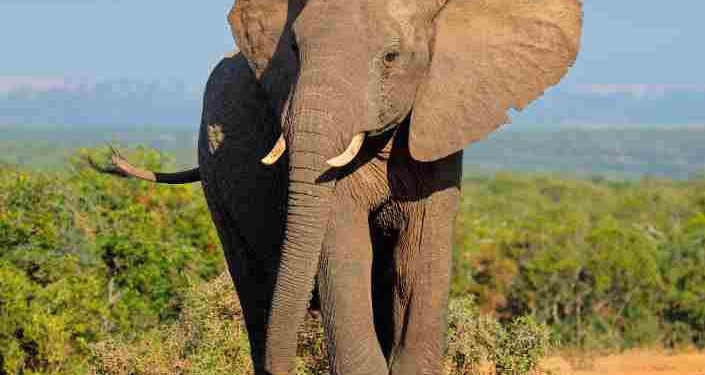 Climate crisis affect Elephants in Africa