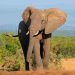 Climate crisis affect Elephants in Africa