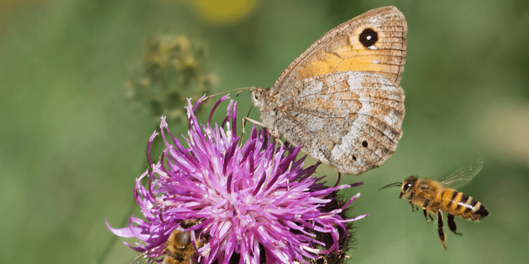 Save Rivers, Bees and butterflies from Wildfires in USA